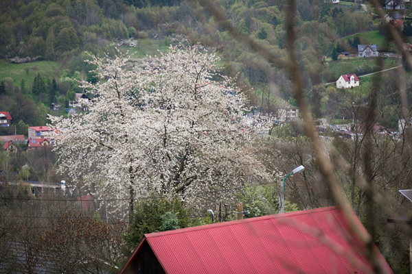 849 :: White blossom and red roof